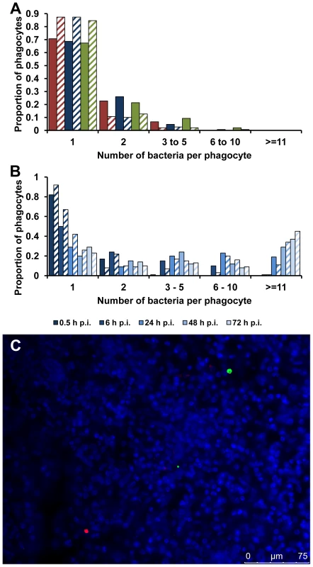 Accumulation of SPI-2 T3SS mutants inside cells is due to clonal expansion of a bacterium.