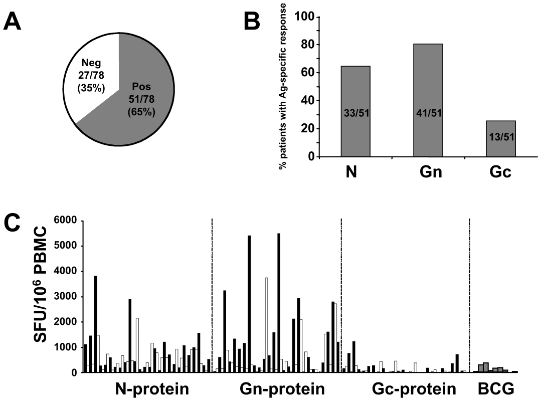 Distribution of ANDV-specific memory T-cell responses.