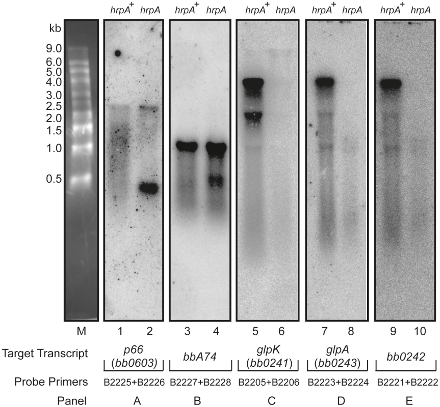 Northern blot analysis of p66, <i>oms28, glpK bb0242 and glpA</i>.