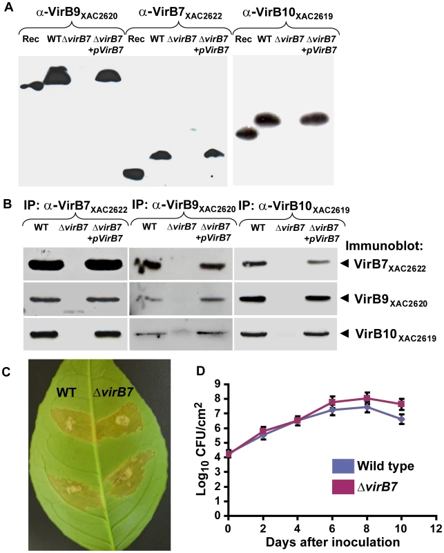 A complex between VirB7<sub>XAC2622</sub>, VirB9<sub>XAC2620</sub> and VirB10<sub>XAC2619</sub> is formed <i>in vivo</i> in Xac cells.