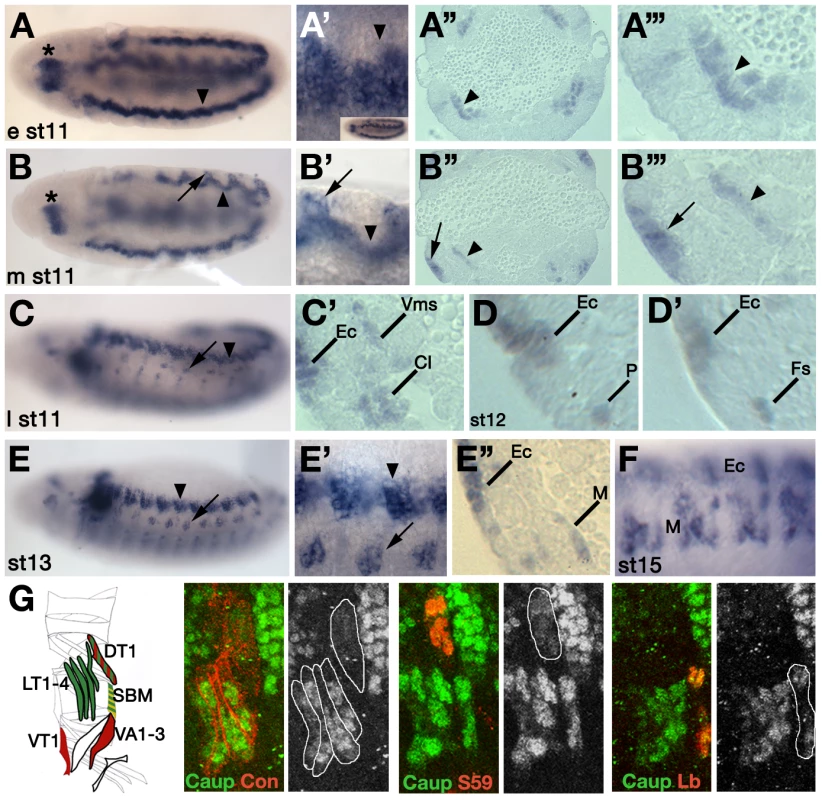 Pattern of expression of <i>ara</i> and <i>caup</i> during myogenesis.