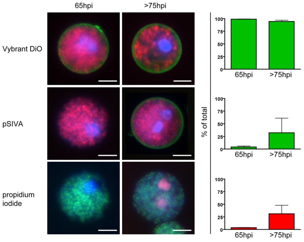 The membrane of freshly formed detached cells is intact and retains phosphatidylserine asymmetry.