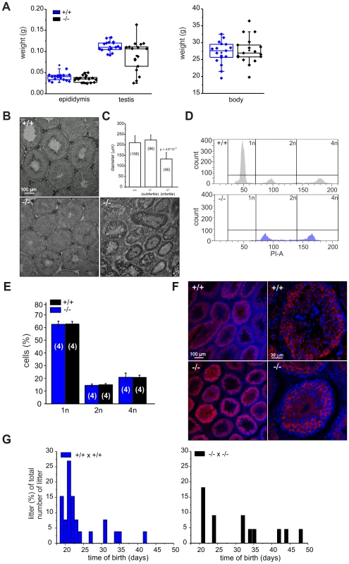 <i>Cris</i>-deficient mice are prone to spermatogenic arrest.