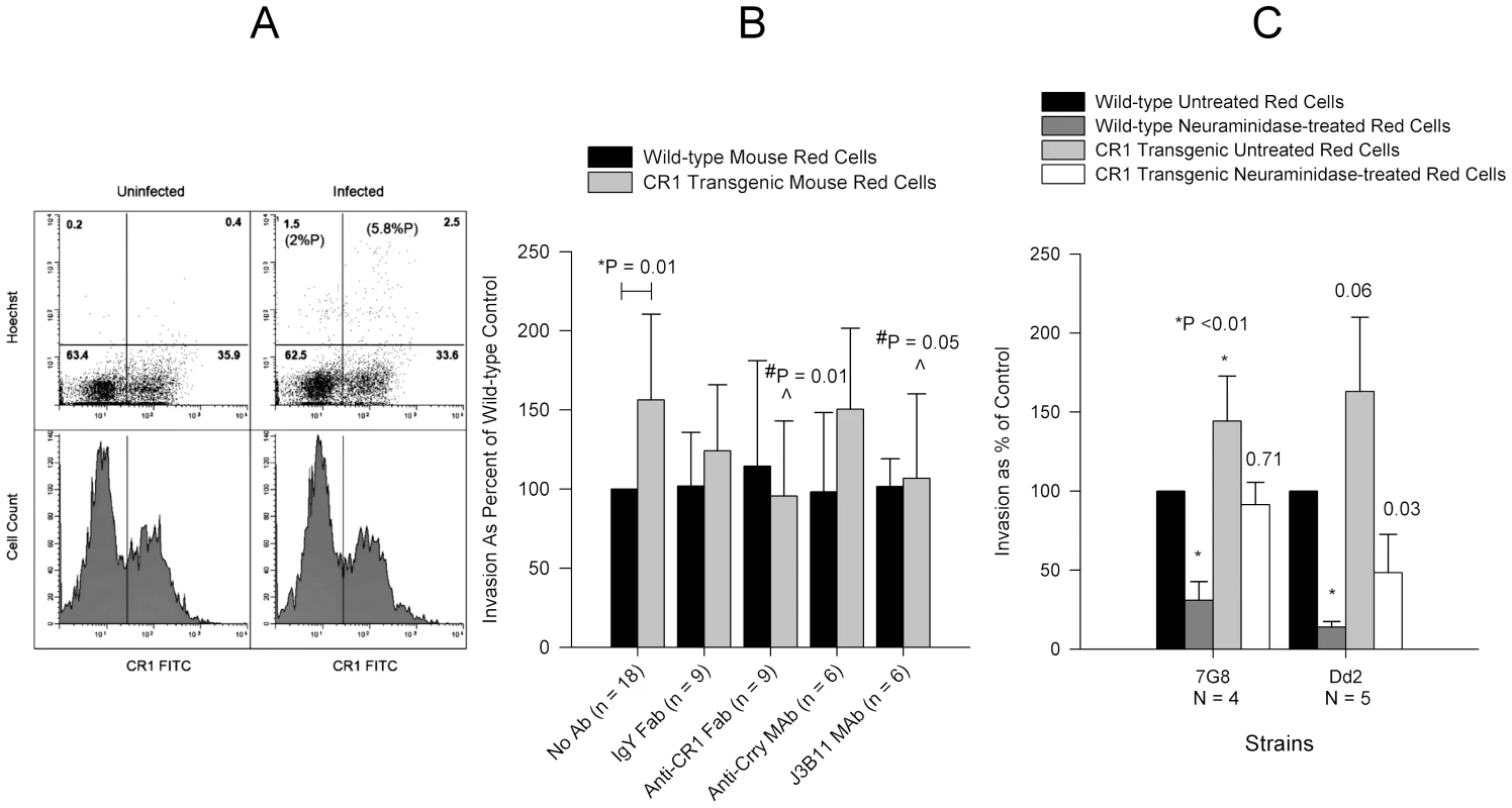 Invasion of wild-type and human CR1 transgenic mouse erythrocytes by <i>P. falciparum</i>.