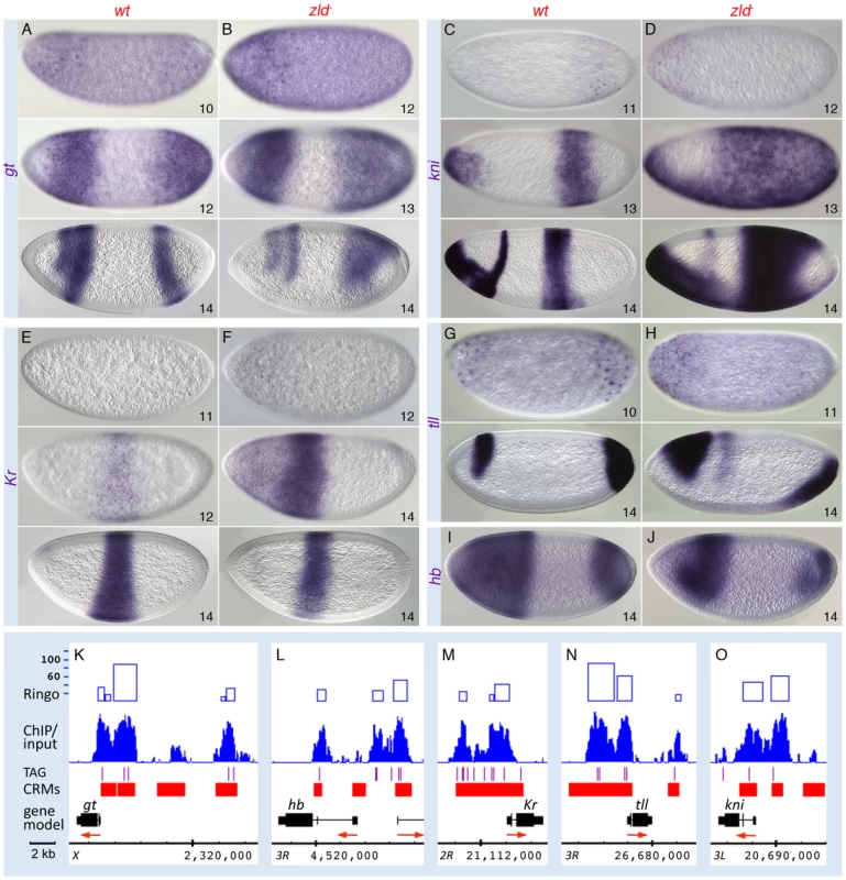 Zld regulates timing within the gap gene network.