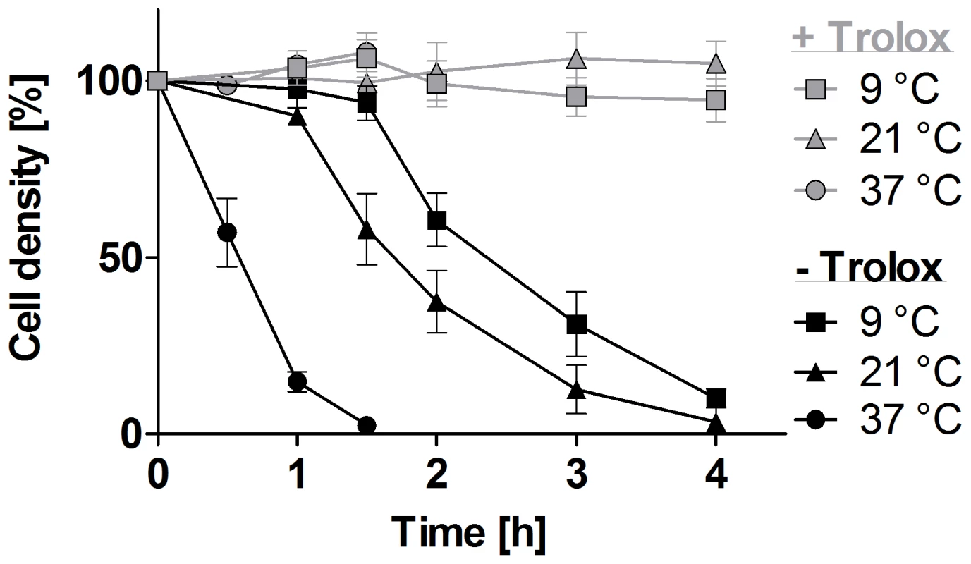 Lysis of the <i>px I–II</i><sup>−/−</sup> BS cells is temperature-dependent.