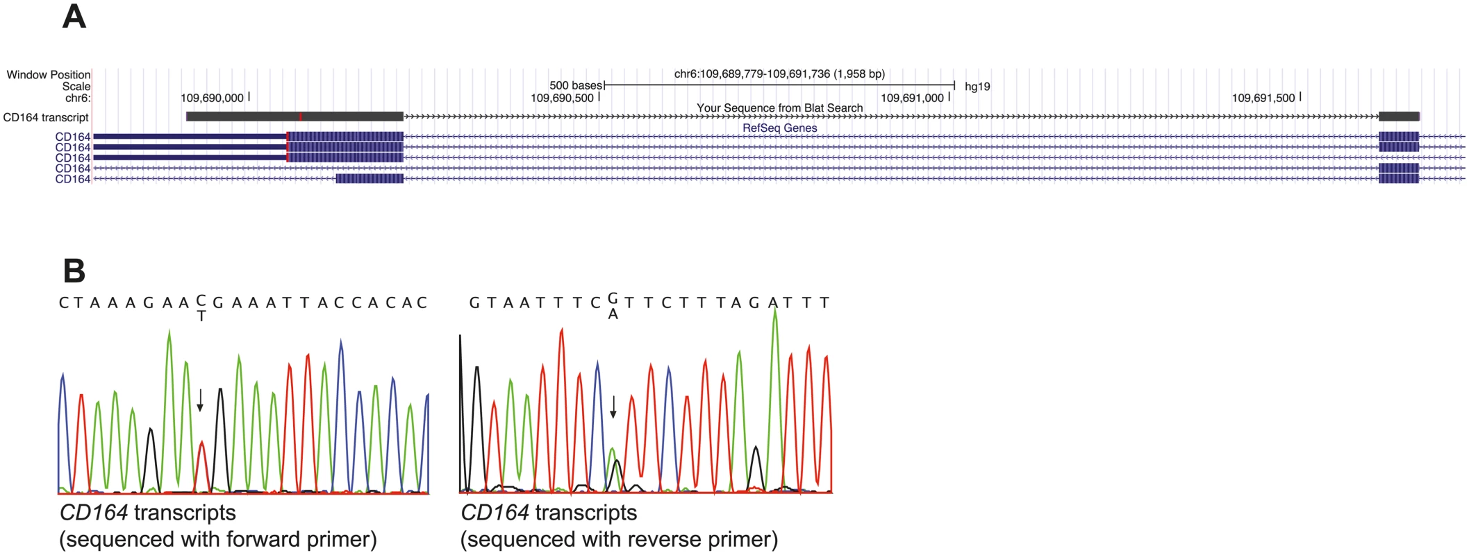 <i>CD164</i> transcripts with the c.574C>T (p.R192*) nonsense mutation escape NMD.