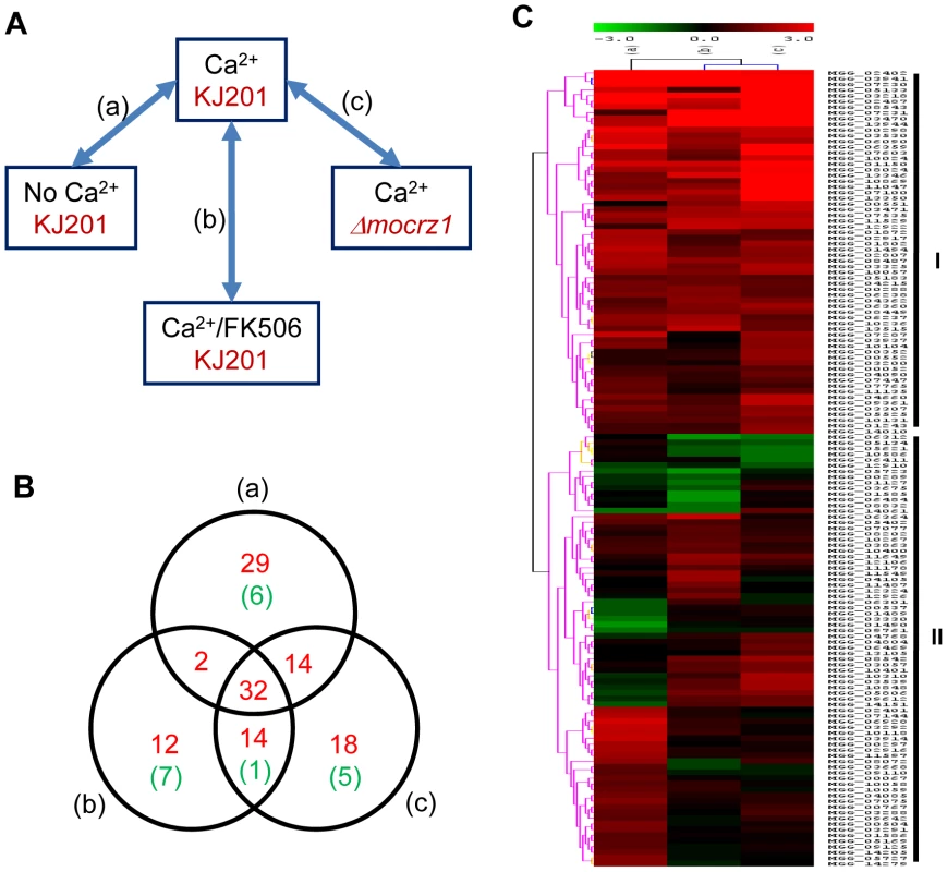 Expression dynamics of MoCRZ1 targets.