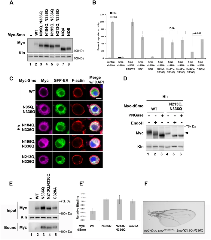 N213 glycosylation partially compensates for N336 N-glycan loss.