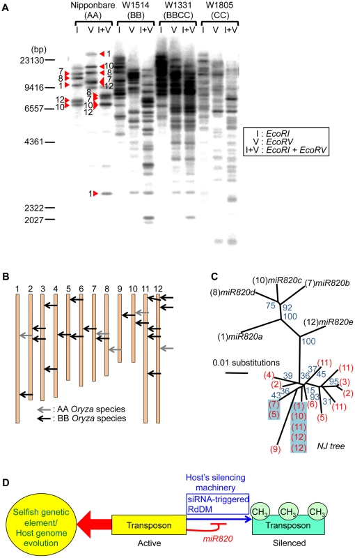 Increased copy number of CACTA carrying <i>pre-miR820</i> in the BB/BBCC genome.