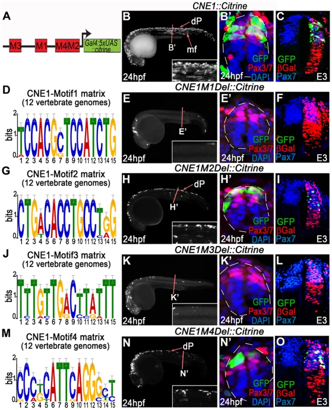 Functional dissection of CNE1 enhancer activity.