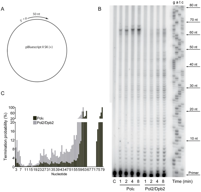 Processivity of the polymerase activity of Pol ε holoenzyme and Pol2/Dpb2 complex.