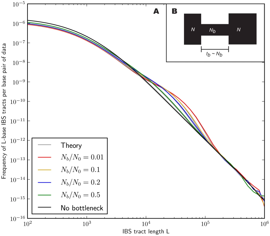 Shared IBS tracts within bottlenecked populations.