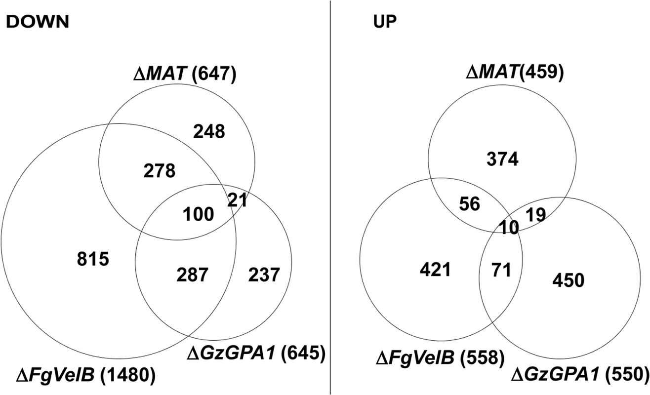 Number of DEGs in the <i>F</i>. <i>graminearum</i> strains lacking the individual <i>MAT</i> or both <i>MAT</i> loci (Δ<i>MAT</i>) overlapped with those from the Δ<i>FgVelB</i> and Δ<i>GzGPA1</i> strains, respectively.
