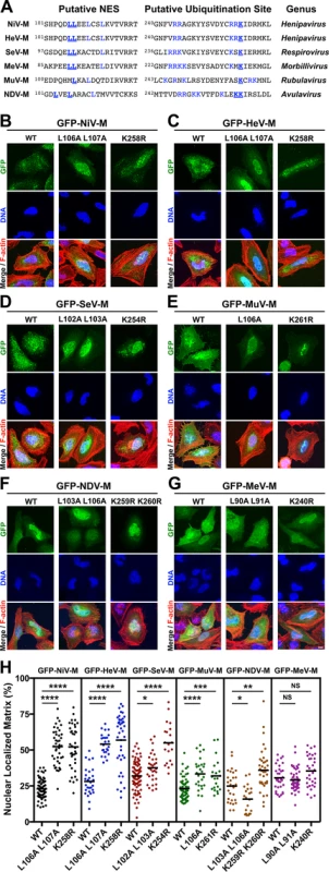 Mutational analysis of the role of a putative NES and a lysine within the NLS<sub>bp</sub> in nuclear export of <i>Paramyxovirinae</i> matrix proteins.