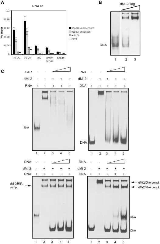 dMi-2 binds RNA.