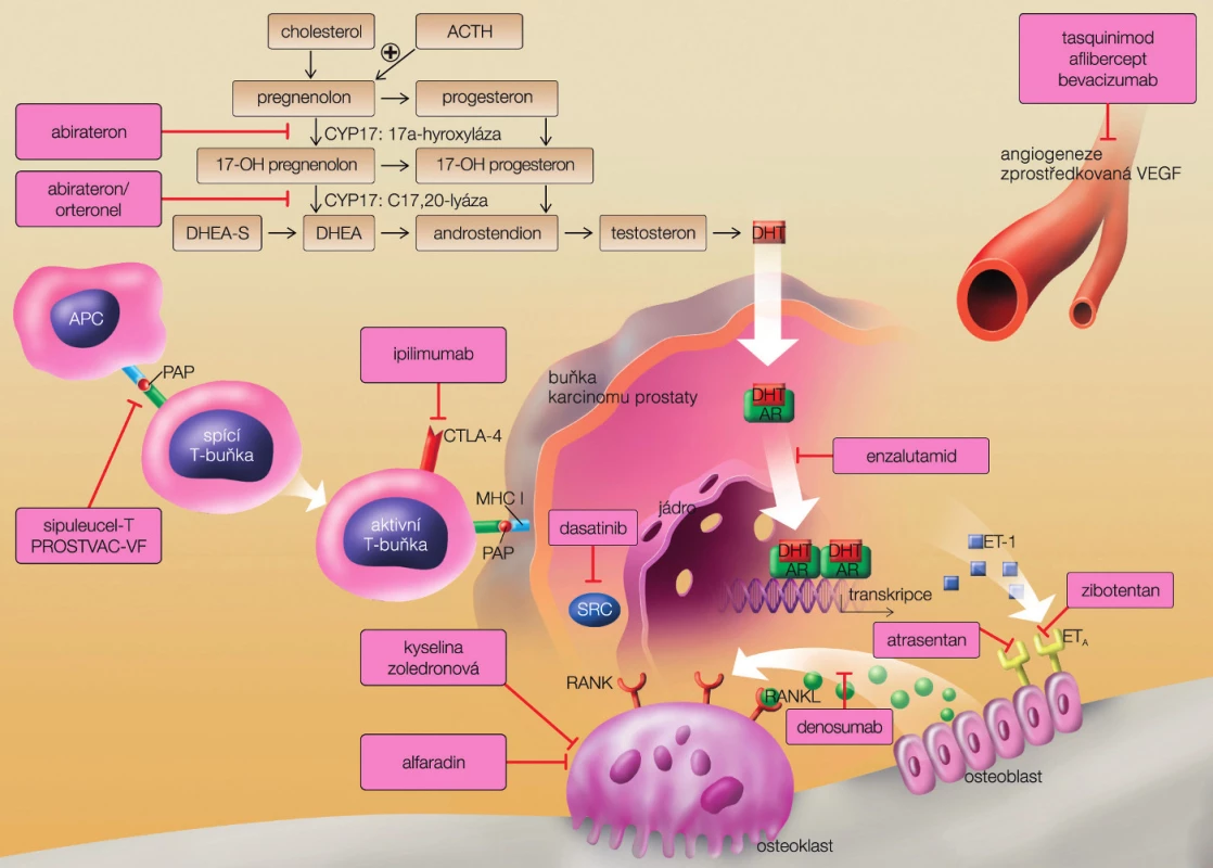 Možnosti cíleného zásahu na úrovni prostatické nádorové buňky (převzato z Remedia 2012)
Fig. 2. Various points of drugs therapeutic effect on prostate cancer cell (from Remedia with permission)