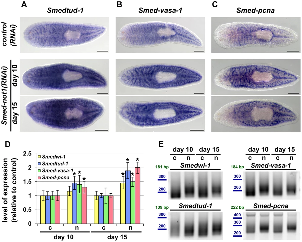 <i>Smed-not1(RNAi)</i> animals have increased levels of neoblast transcripts with increased frequency of long poly(A) tails.
