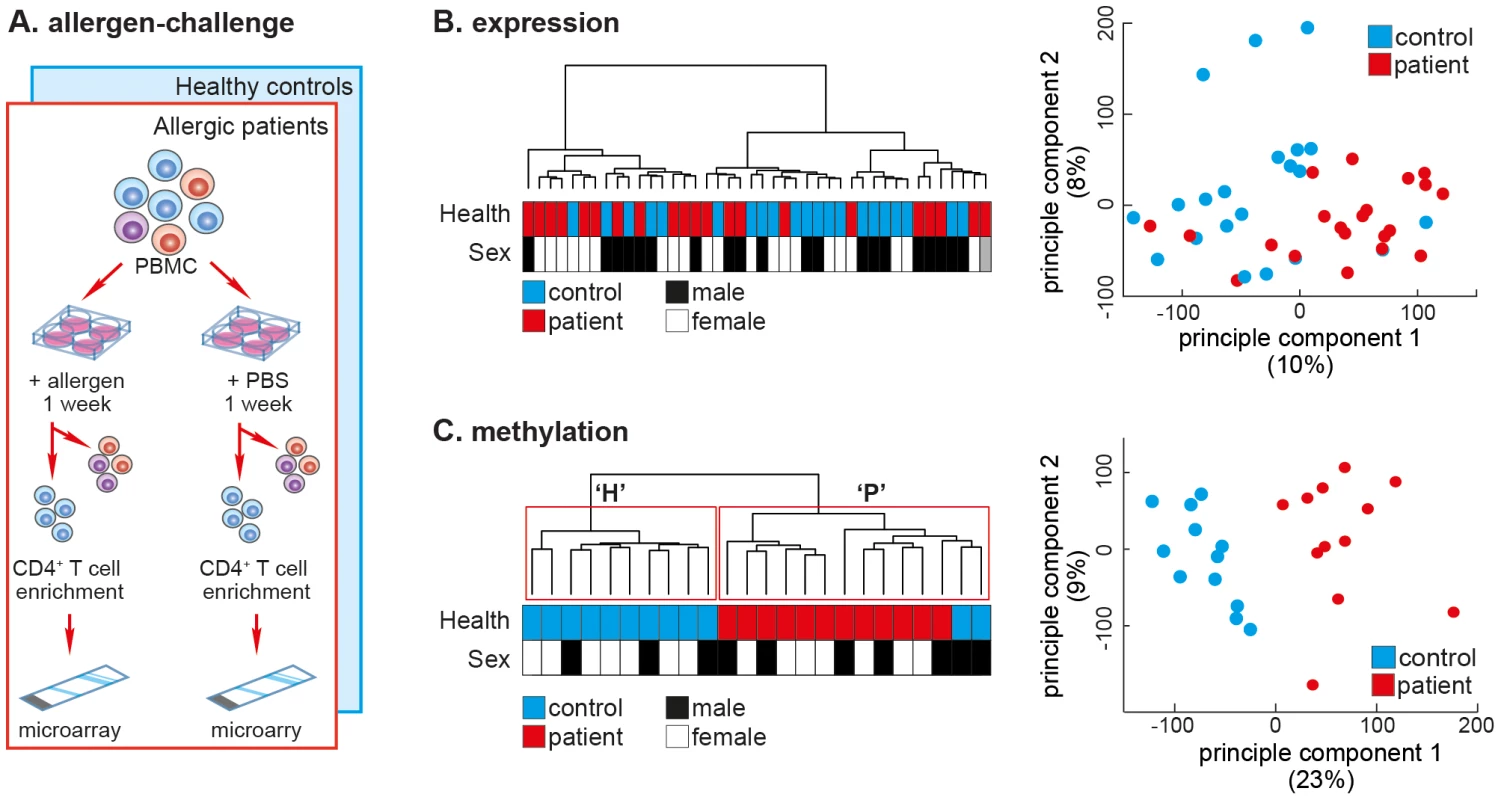 The DNA methylation profile of allergen-challenged CD4<sup>+</sup> T-cells separates SAR patients from healthy controls.
