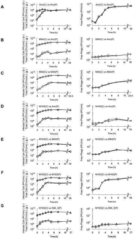 Time course of changes in density of free phage, infected <i>E. coli</i>, and total <i>E. coli</i>.
