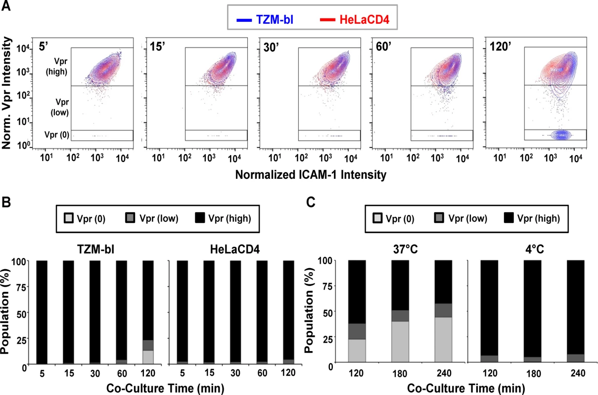 Changes in SNAP-ICAM-1 and CLIP-Vpr signals on HIV<sub>JRFL</sub> pseudoviruses attached to TZM-bl or HeLa-CD4 target cells.