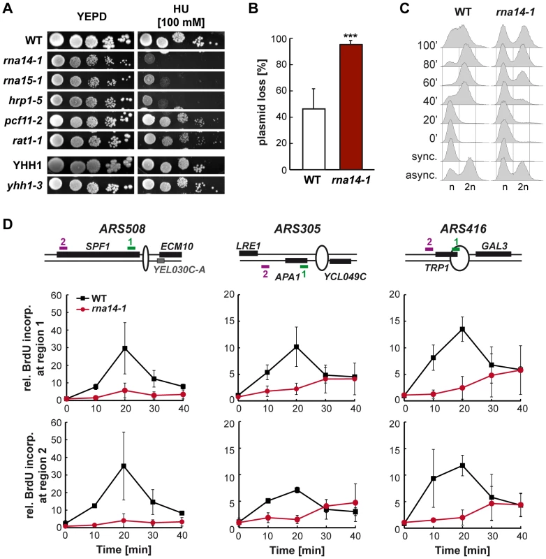 Cell cycle progression is compromised in <i>rna14-1</i> cells.