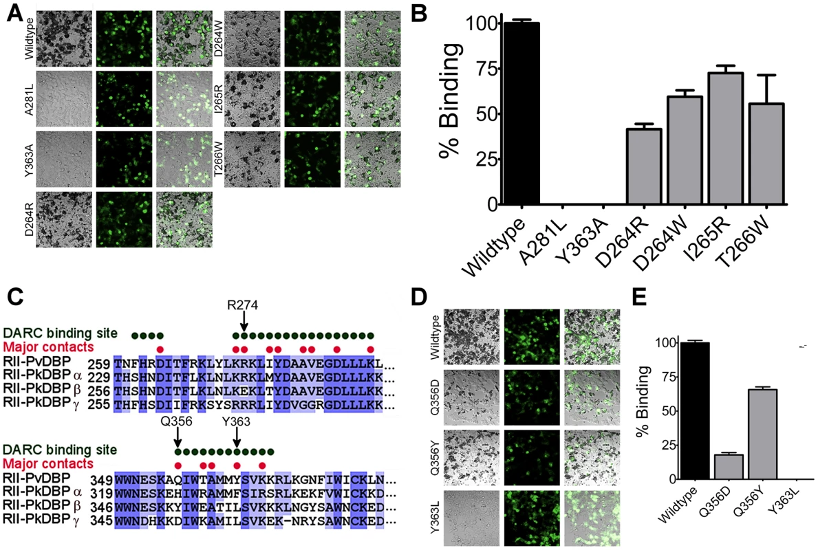 The structural studies define red blood cell binding.