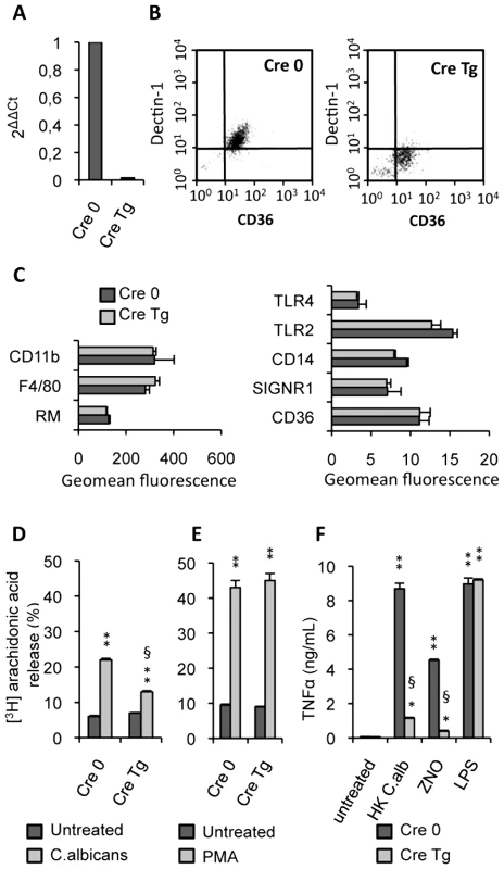 Characterization of Dectin-1 conditional knock-out macrophages.