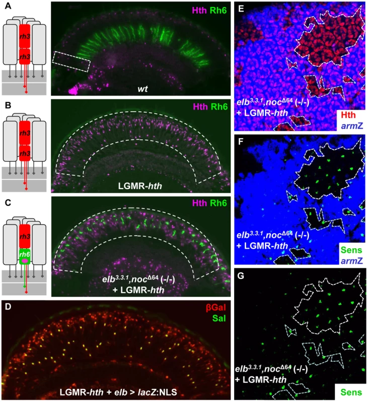 Elb and Noc are crucial for Homothorax function in DRA specification.