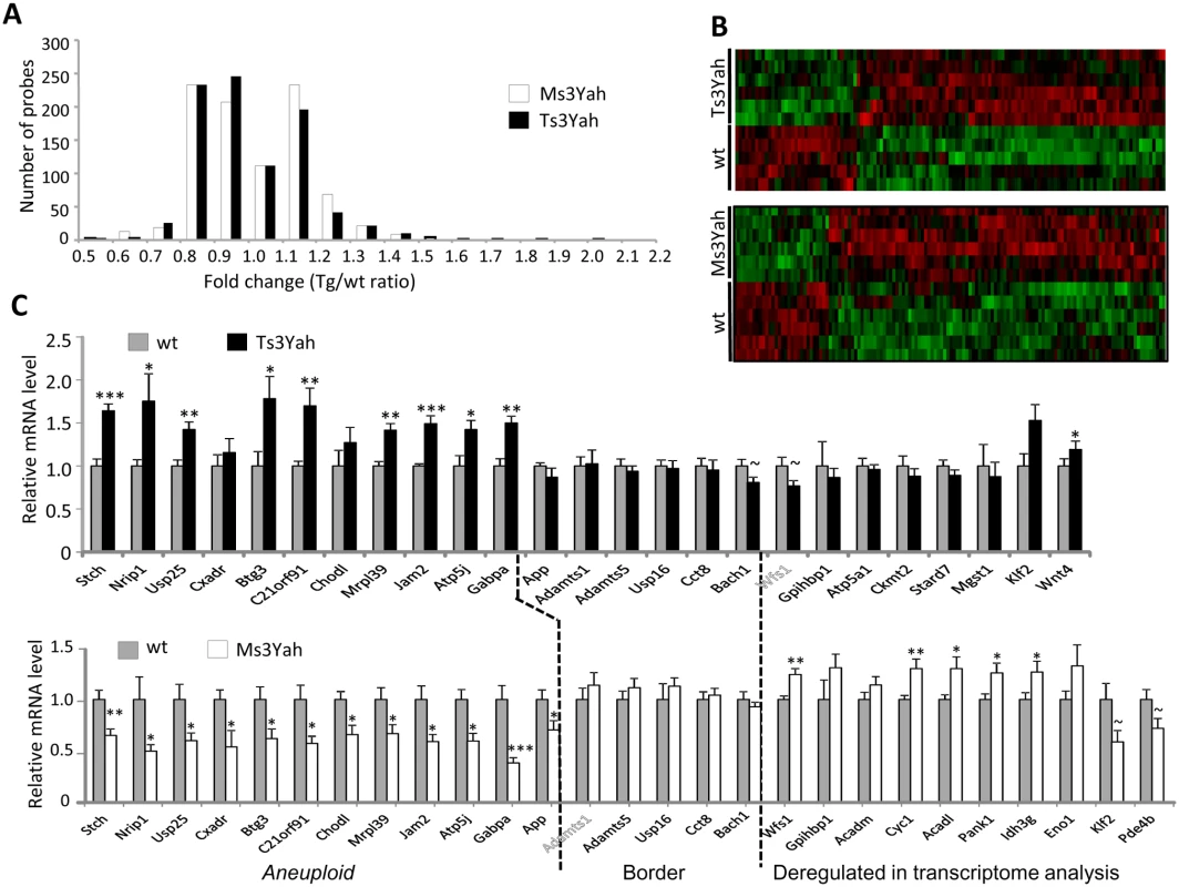 Gene expression profile of skeletal muscles from Ts3Yah and Ms3Yah transgenic mice.
