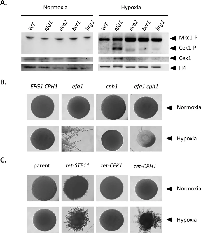 Hypoxic filamentation is activated by the Cek1 pathway.