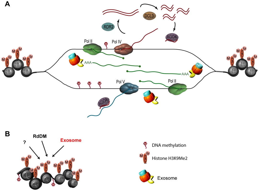 Model for the role of the exosome complex in gene silencing at solo LTR in <i>Arabidopsis</i>.