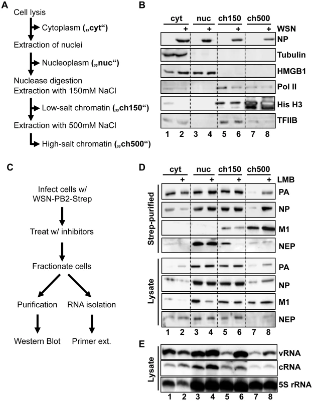 Purification of vRNPs after subcellular fractionation.