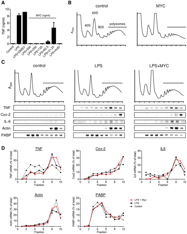 Mycolactone does not change the polysomal association of proinflammatory mRNAs.