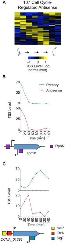 Cell cycle-regulated antisense TSSs.