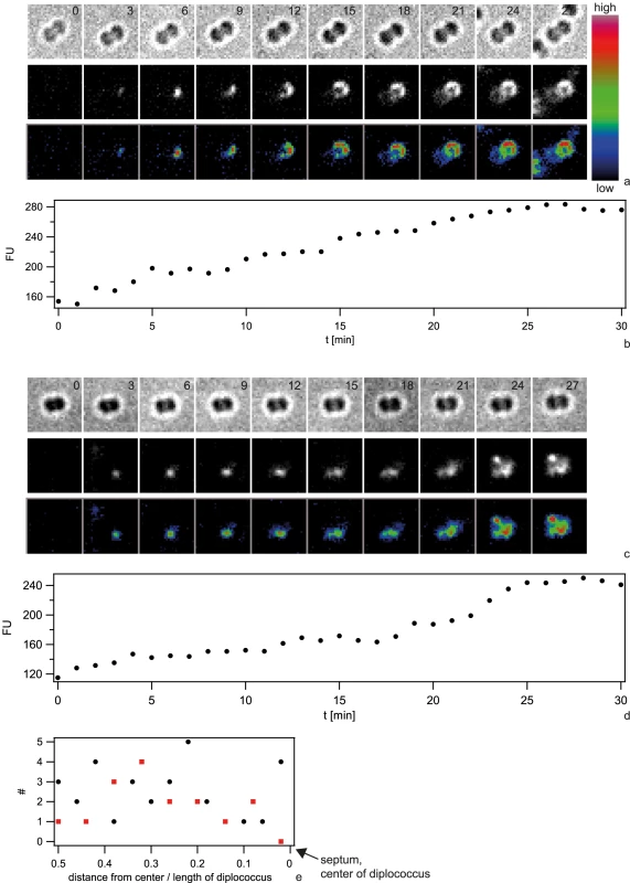 Dynamics of focus formation (<i>ΔpilV</i>) with 10 kbp fragments of Cy3-DNA.