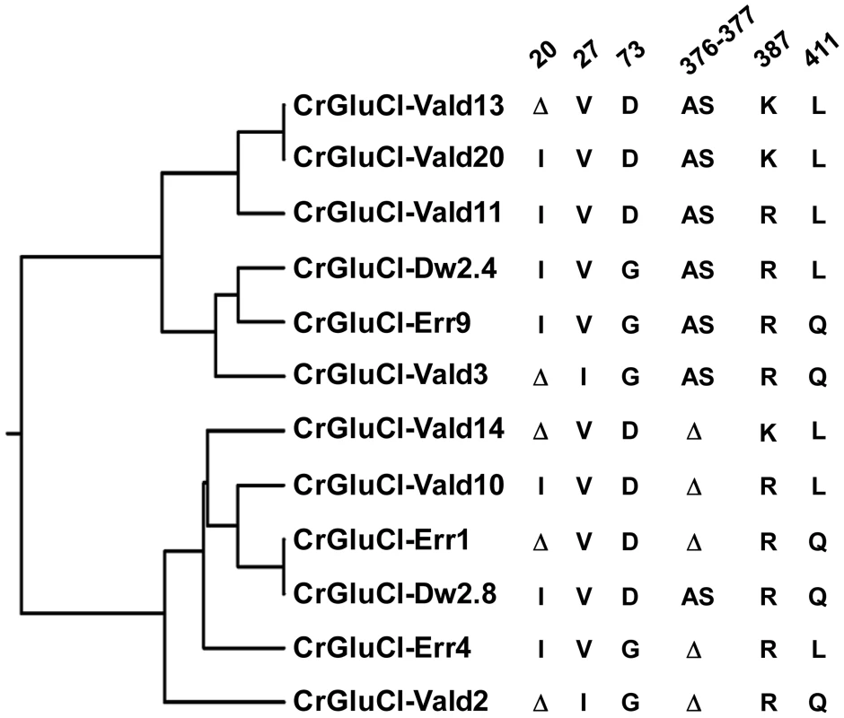 Variations in deduced CrGluClα primary structure.