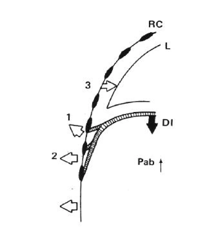 Vztahy v oblasti kostodiaphragmatického spojení při klidném dýchání.
RC – hrudní koš, DI – diaphragma, L – plíce, Pab – vzrůstající abdominální tlak. 1 – úvodní fáze nádechu, 2 – nádech se vzrůstajícím intraabdominálním tlakem, 3 – výdech s klesajícím pluerálním tlakem (Gibson, 1989).