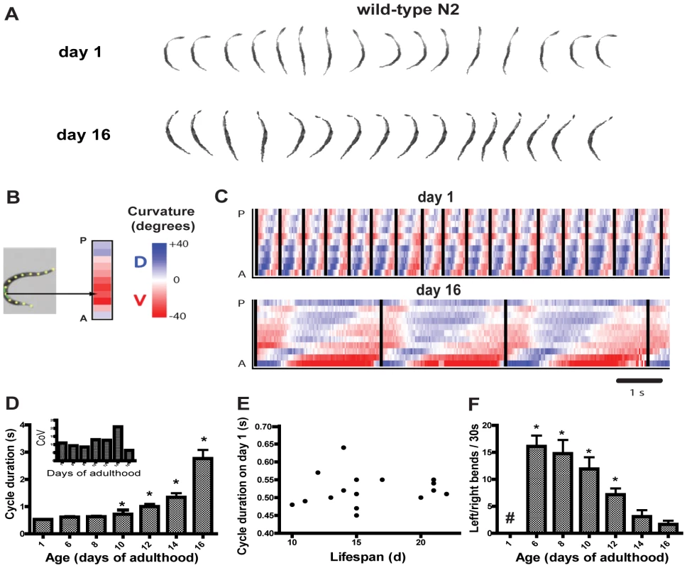 Longitudinal study of swimming over the lifespan of wild-type N2 worms.