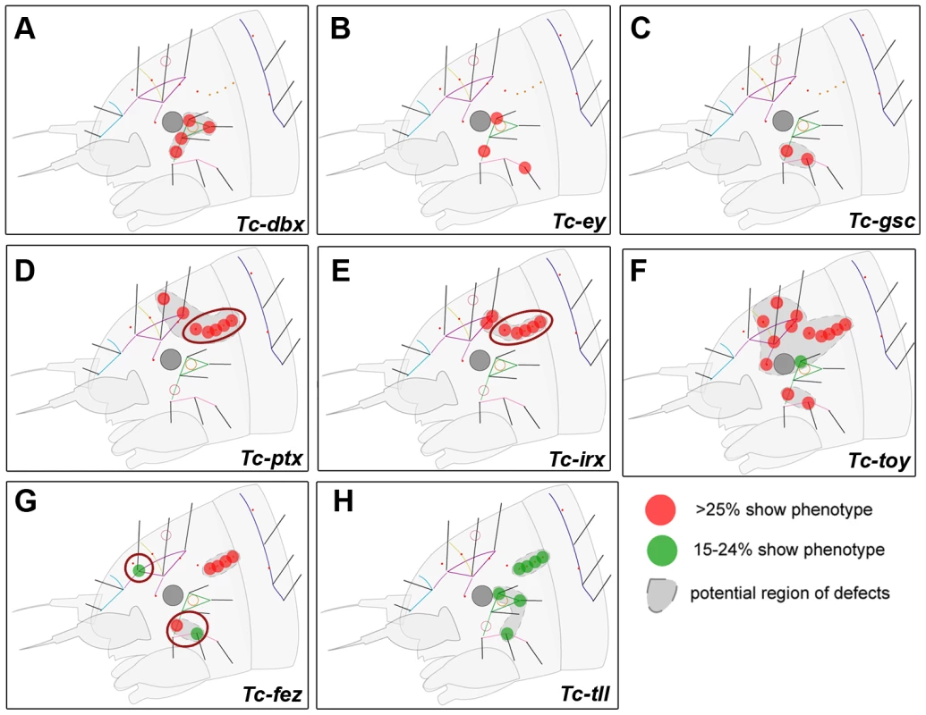 Genes whose knock down results in minor defects in larval cuticles.