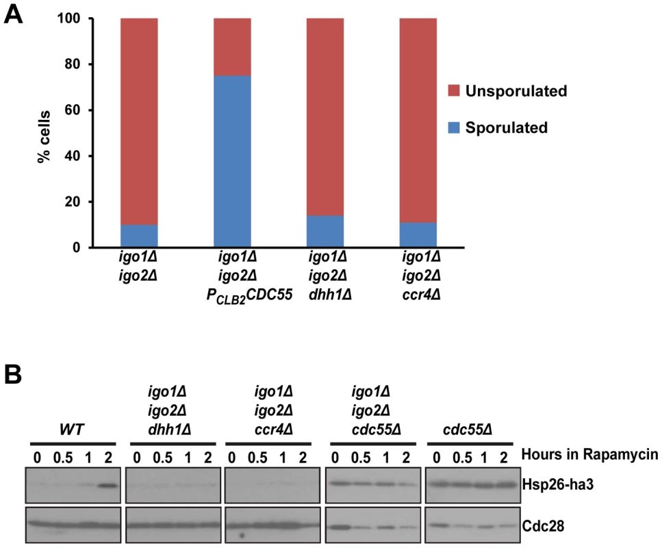 <i>dhh1Δ</i> and <i>ccr4Δ</i> do not suppress the G<sub>0</sub> - and gametogenesis- entry defects of endosulfine mutant cells.