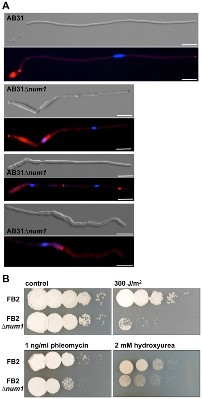 Num1 influences the cell cycle and cell division as well as the cellular response to DNA damage.