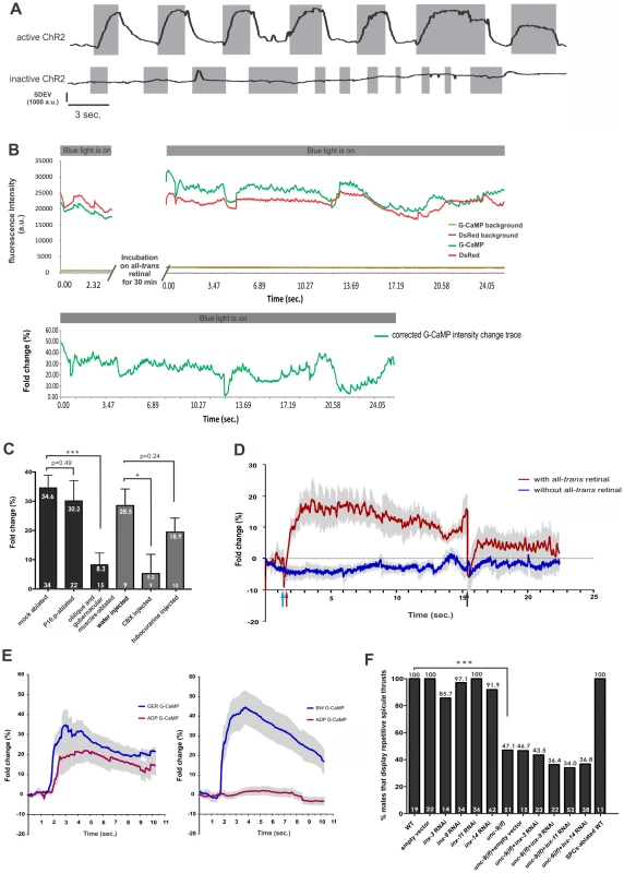 Stimulation of the gubernacular-oblique muscle group induces repetitive spicule thrusts and Ca<sup>2+</sup> transients in the spicule protractor-anal depressor muscles.