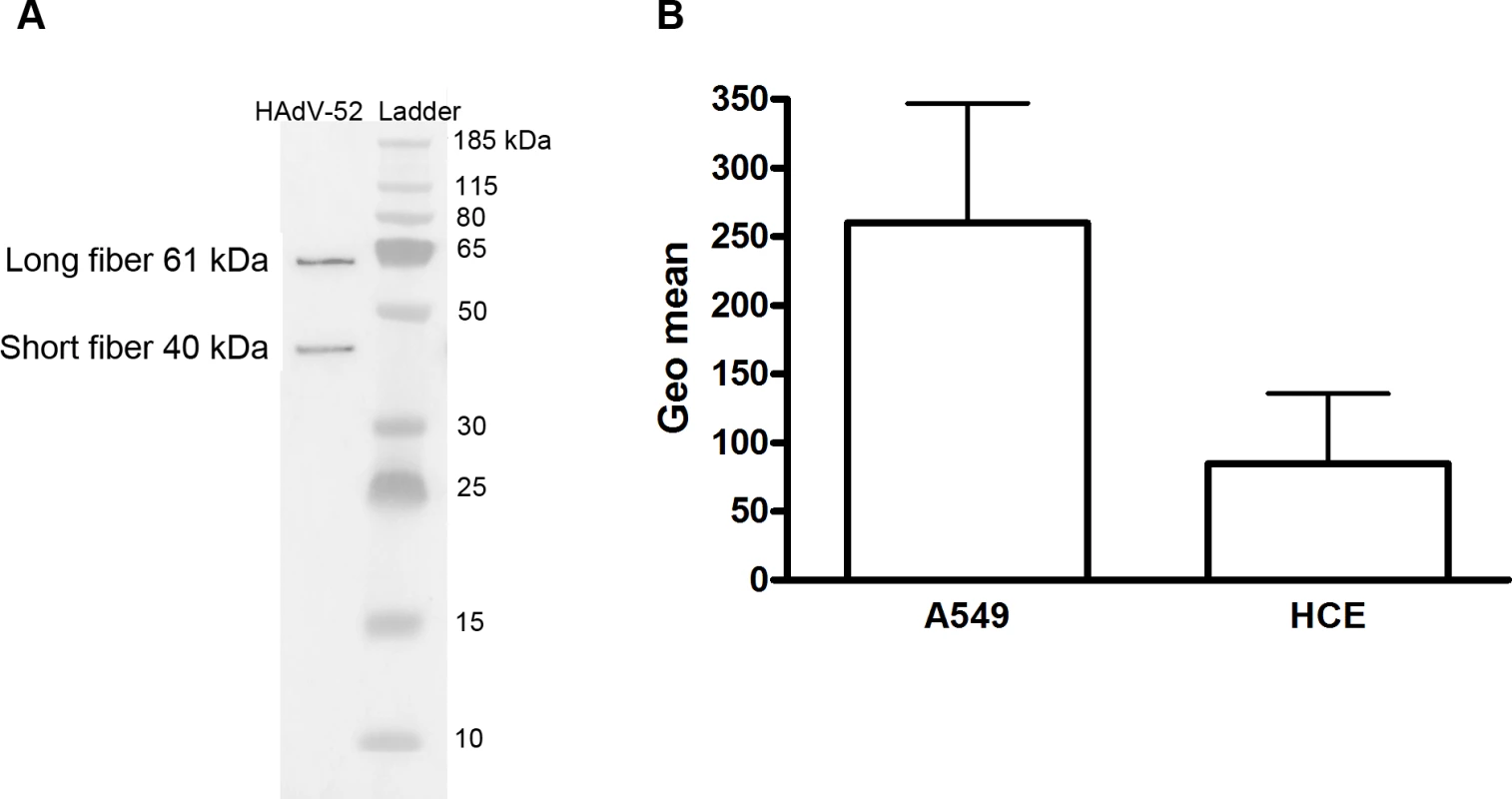 Virion composition and relative expression of CAR and sialic acid on human epithelial cells.