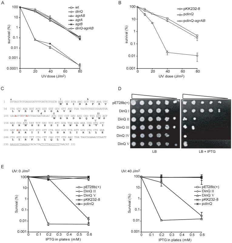 <i>DinQ</i>, <i>agrB</i>, and <i>agrA</i> phenotypes.