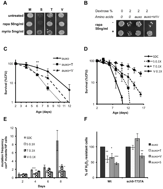 Role of Tor/S6K in amino acid response.