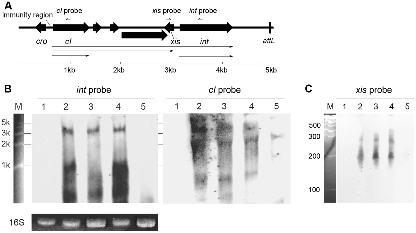 Transcriptional analysis of <i>int</i>, <i>cI</i>, and <i>xis</i> in Φ11.
