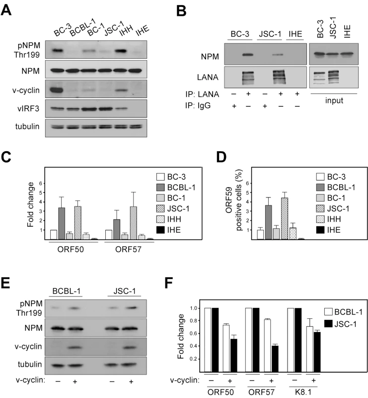 Phosphorylation of NPM correlates with KSHV latency.