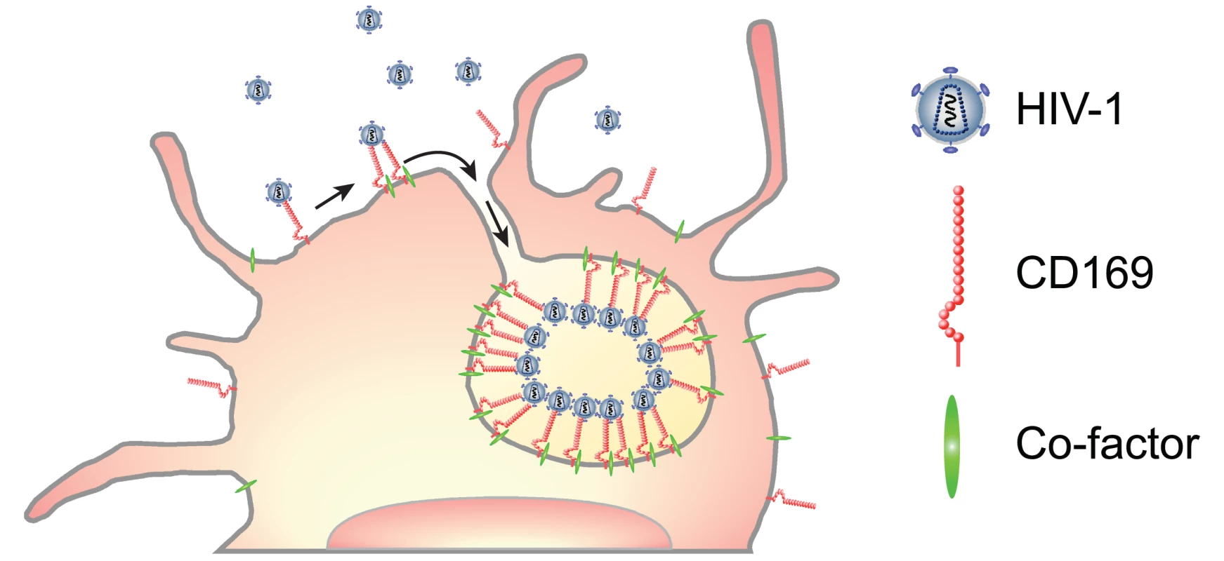 A model for CD169<sup>+</sup> VCC formation in LPS-DCs.