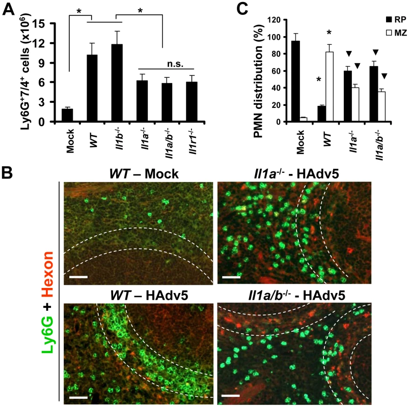 The recruitment of Ly-6G<sup>+</sup>7/4<sup>+</sup> leukocytes to the splenic marginal zone partially depends on functional IL-1α-IL-1RI signaling, but not on IL-1β.